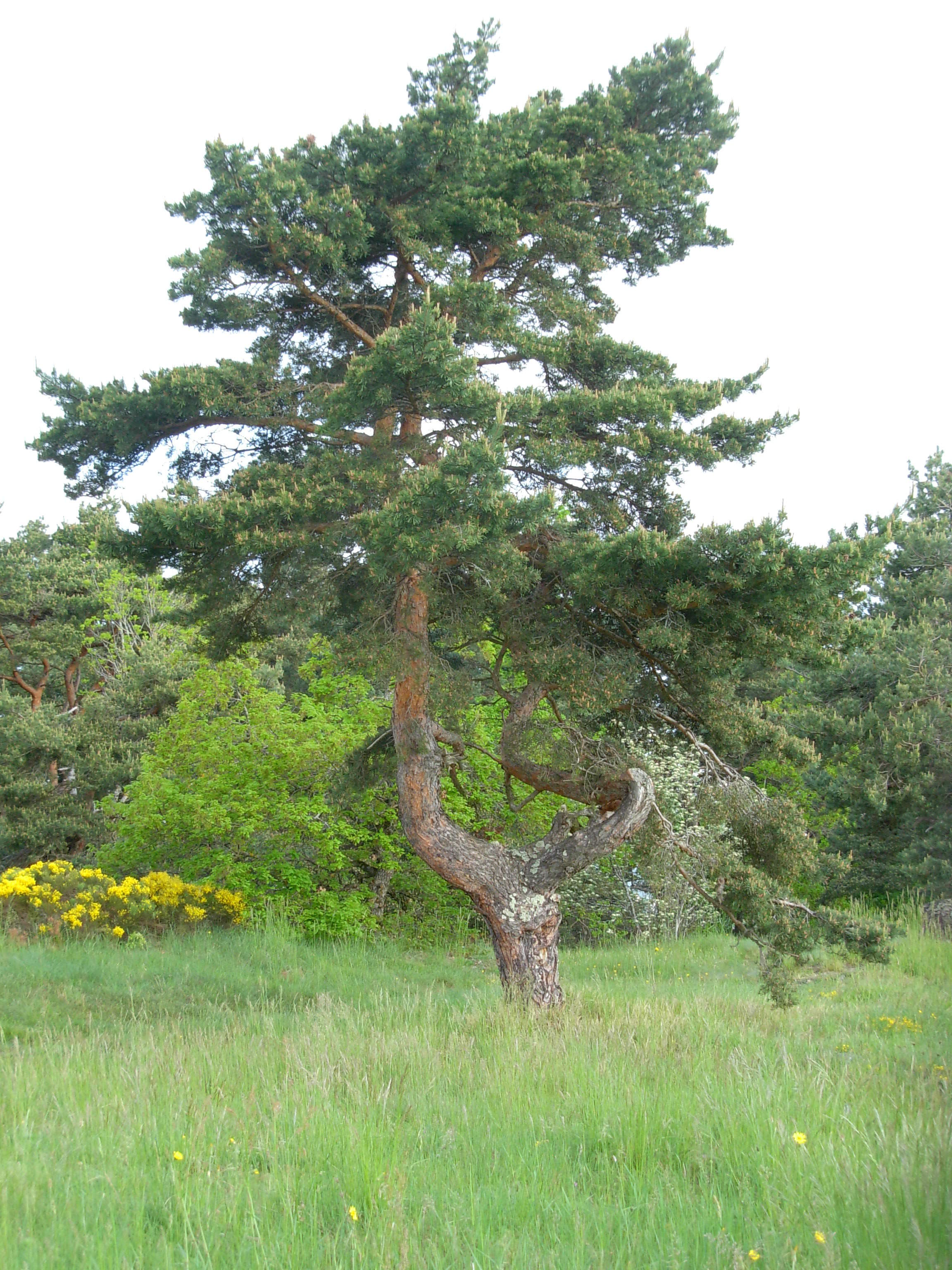 Annexe Pin sylvestre.JPG