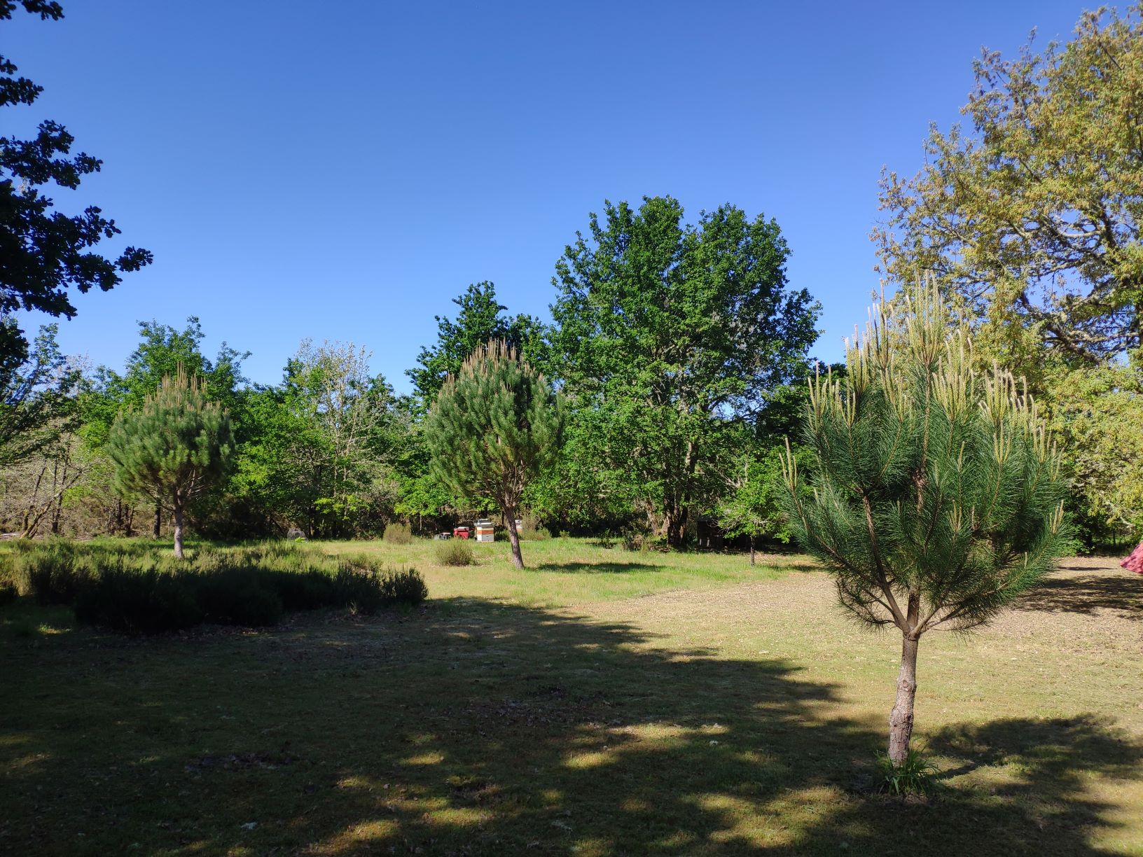 Annexe pins francs.jpg