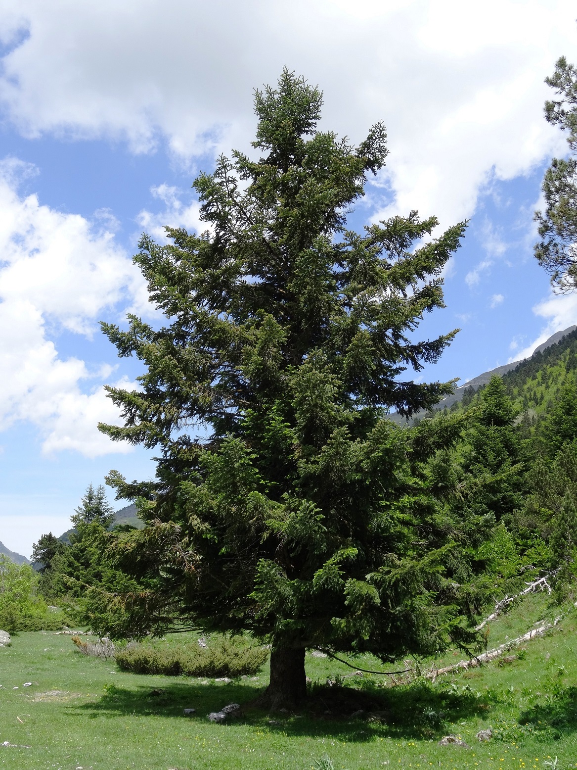 Annexe Abies alba Mill..jpg