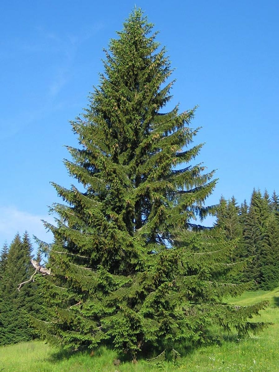 Annexe épicéa commun.jpg