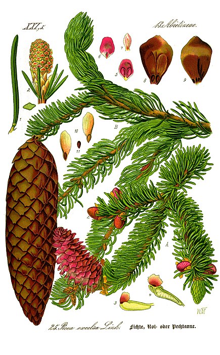 Annexe 435px-Illustration_Picea_abies0_clean.jpg