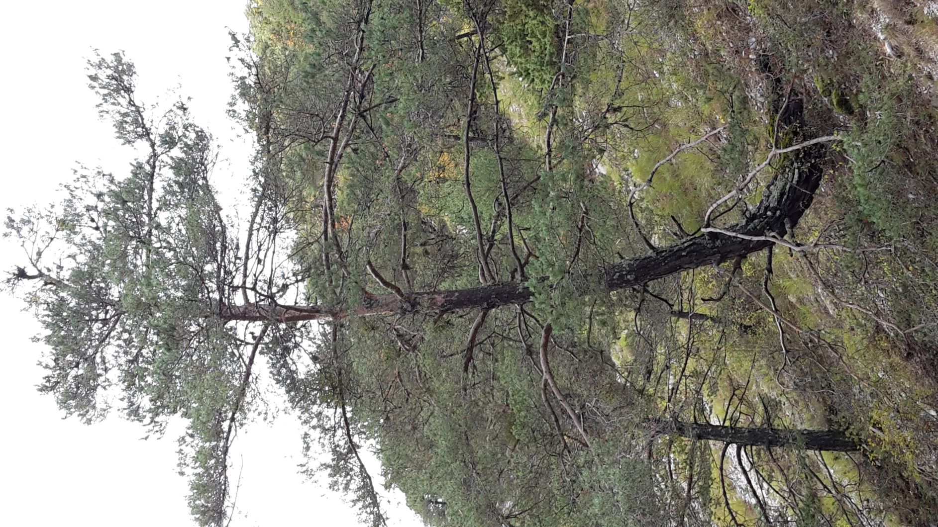 Annexe Pin sylvestre, port en crosse.jpg