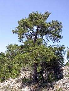 Annexe 220px-Pinus_nigra_salzmannii_fg01.jpg