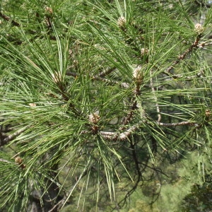 Annexe pinus nigra salzmannii.jpg