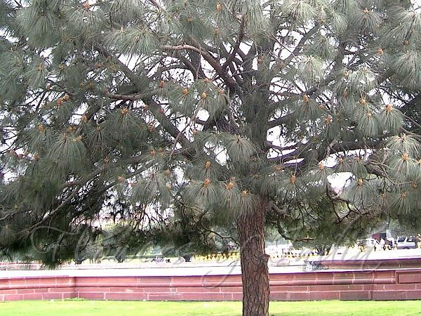 Annexe Pinus roxburghii.jpg