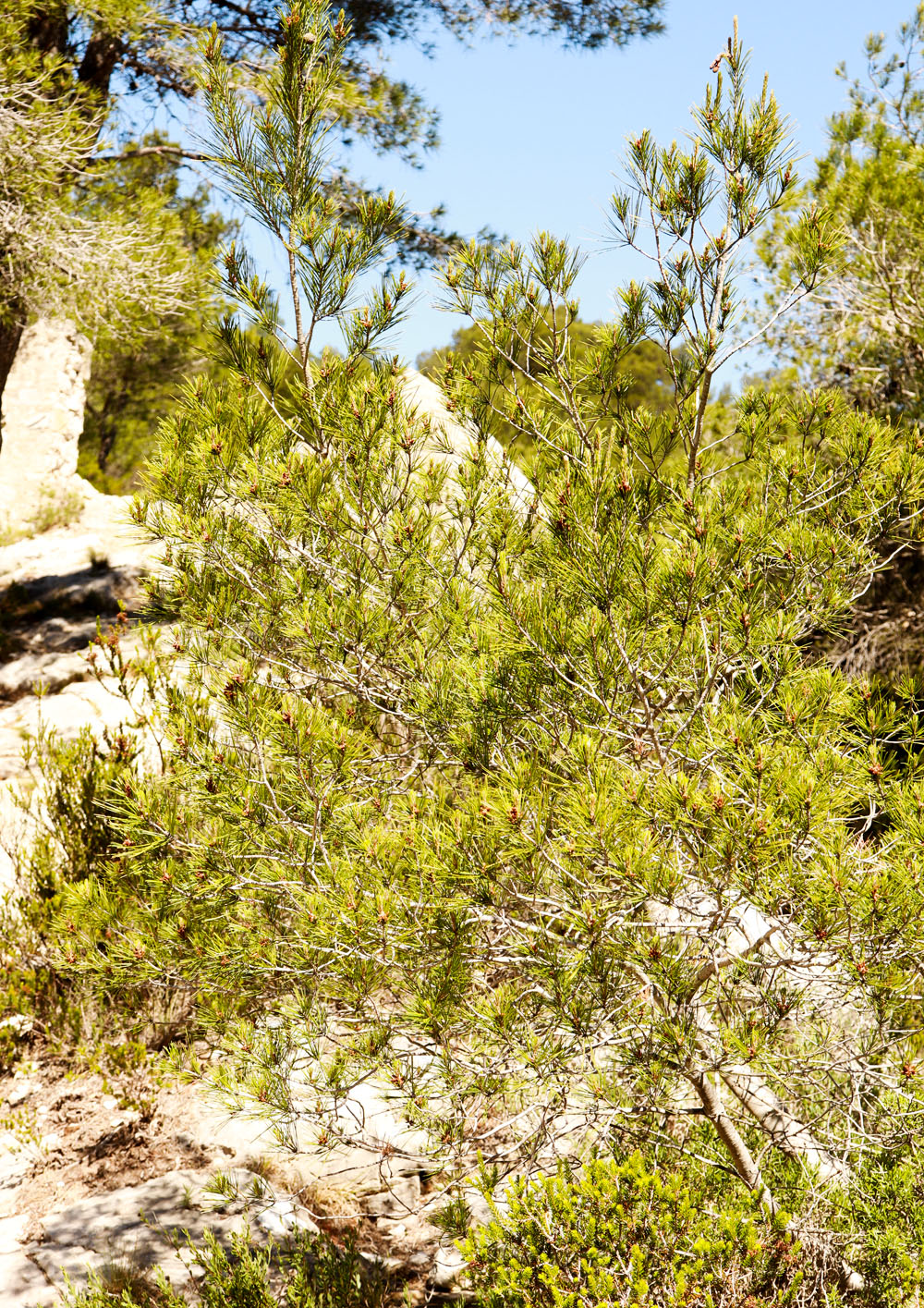 Annexe pin-arbre.jpg