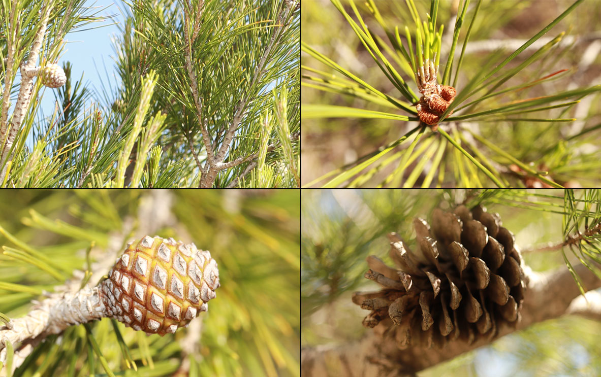 Annexe pin-fruits.jpg