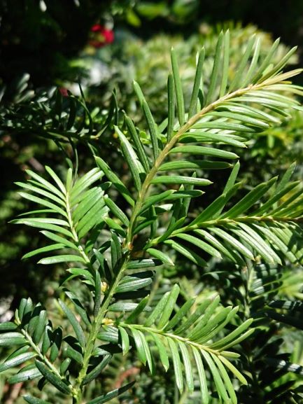 Annexe Taxus Baccata, if, 2020 Draveil.JPEG