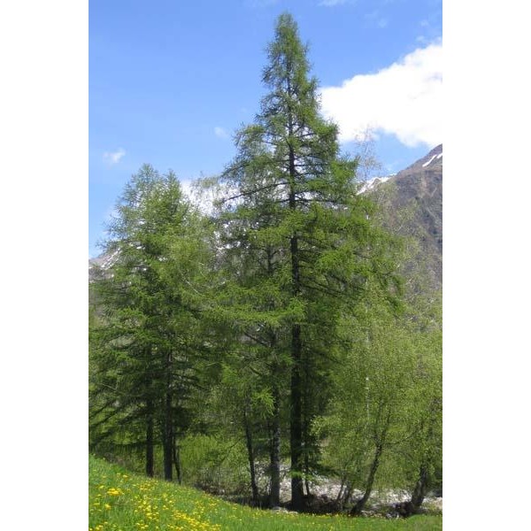 Annexe Meleze commun.jpg