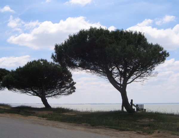Annexe Pinus_pinea_PinParasol_CC.JPG