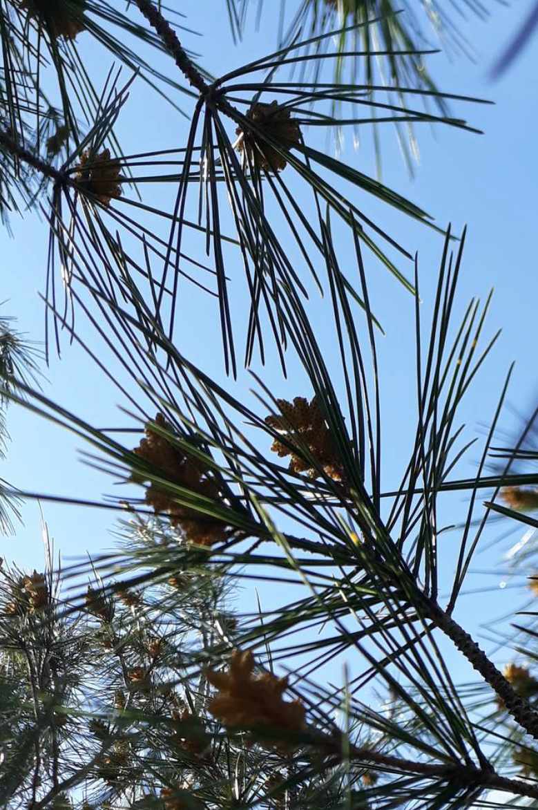 Annexe Pinus halepensis.jpg