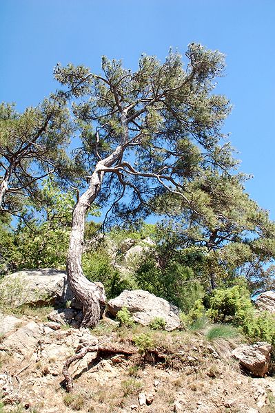 Annexe 399px-Pinus_nigra_salzmannii_fg02.jpg