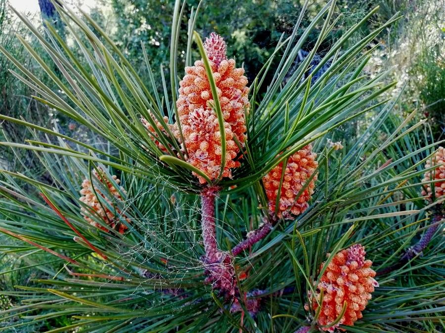 Annexe img_002412752O_Pinus-pinaster-Aiton.jpg