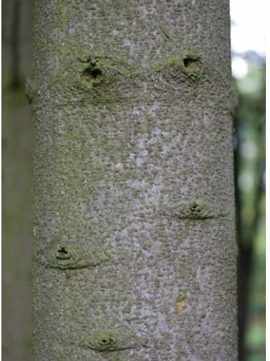 Annexe Capture d’écran 2020-05-06 à 22.19.29.png