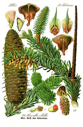 Annexe 290px-Illustration_Abies_alba0_clean.jpg