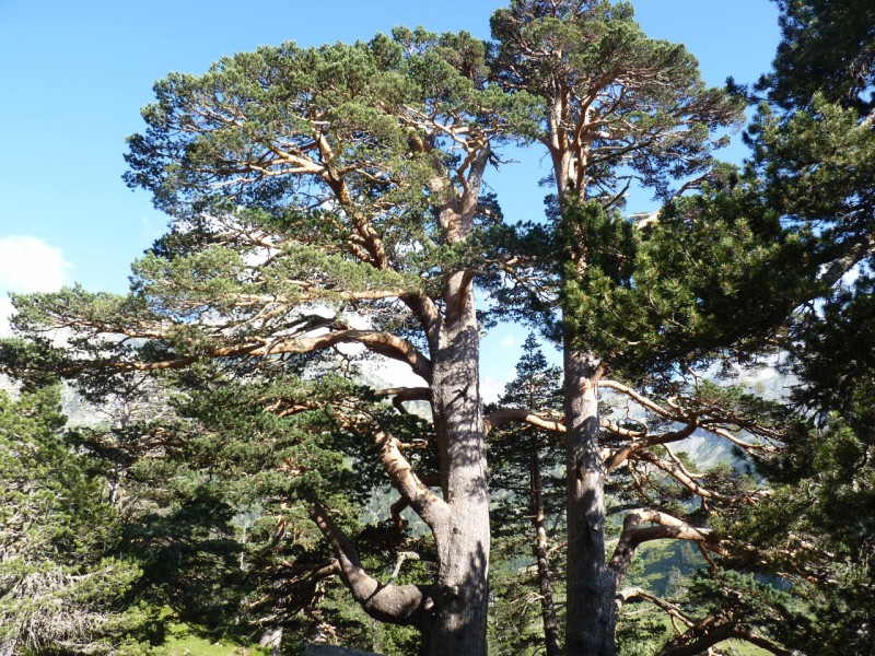 Annexe img_000023493Opin sylvestre.jpg