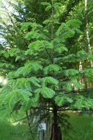 Annexe sapin Vancouver.jpeg