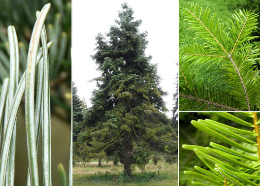 Annexe sapin vancouver 2.jpg