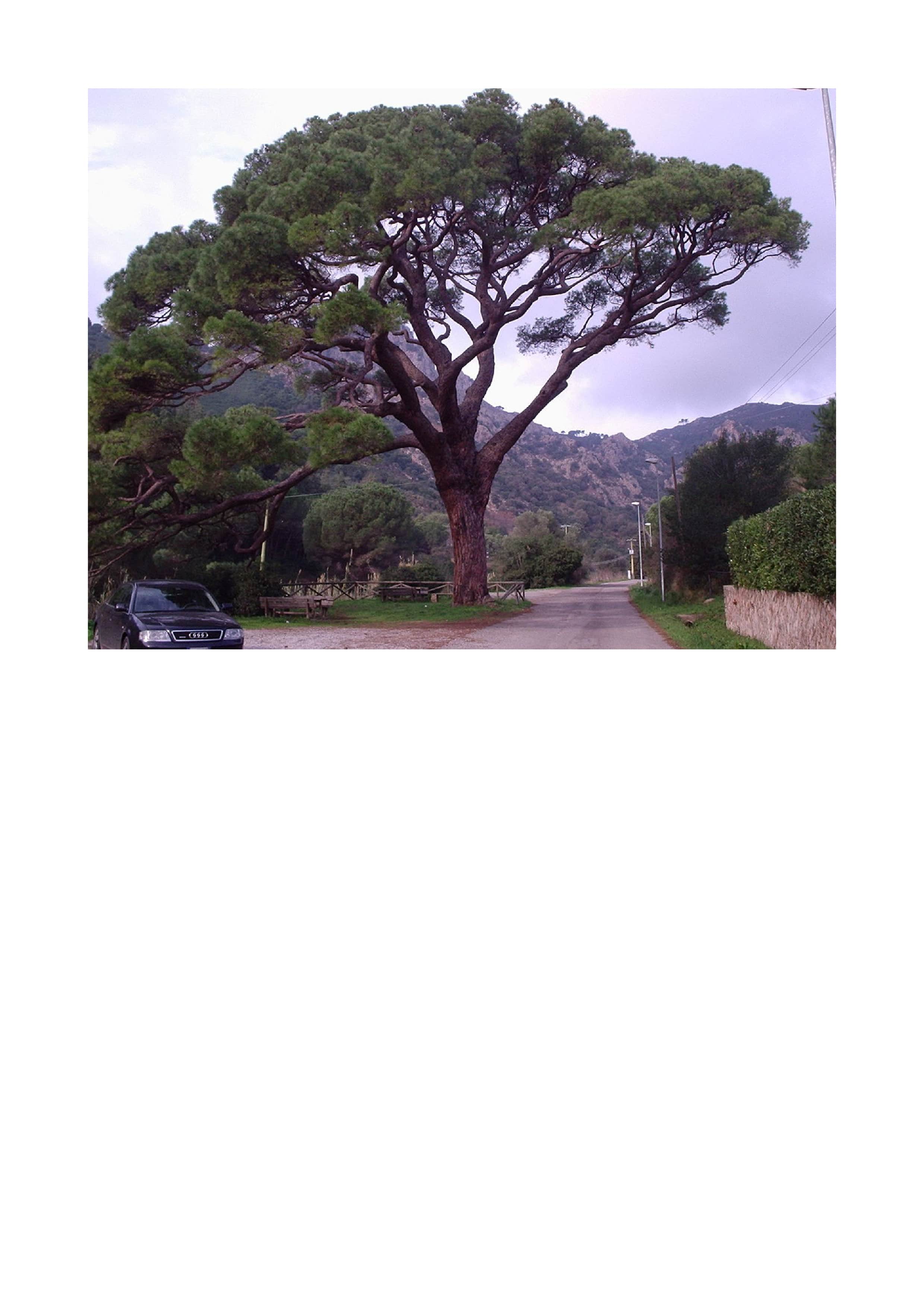 Annexe Wikipedia_-Pin-Parasol-min.jpg