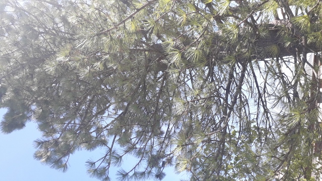 Annexe pin blanc 1 (360x640).jpg