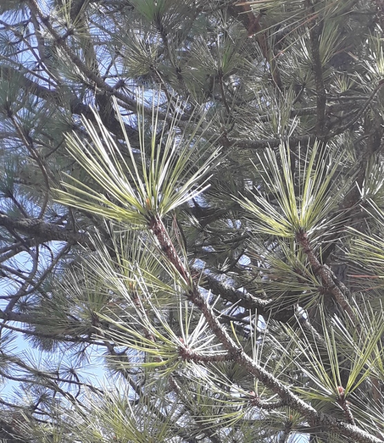 Annexe pin blanc 2 (555x640).jpg