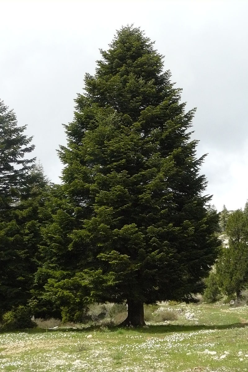 Annexe 800px-Abies_cilicica.jpg
