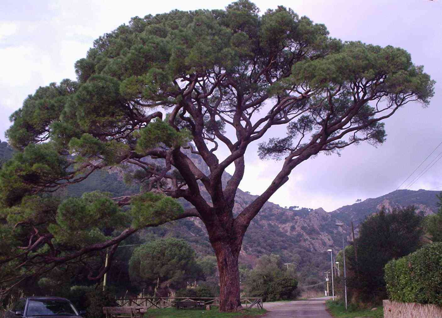 Annexe Pin_parasol.JPG