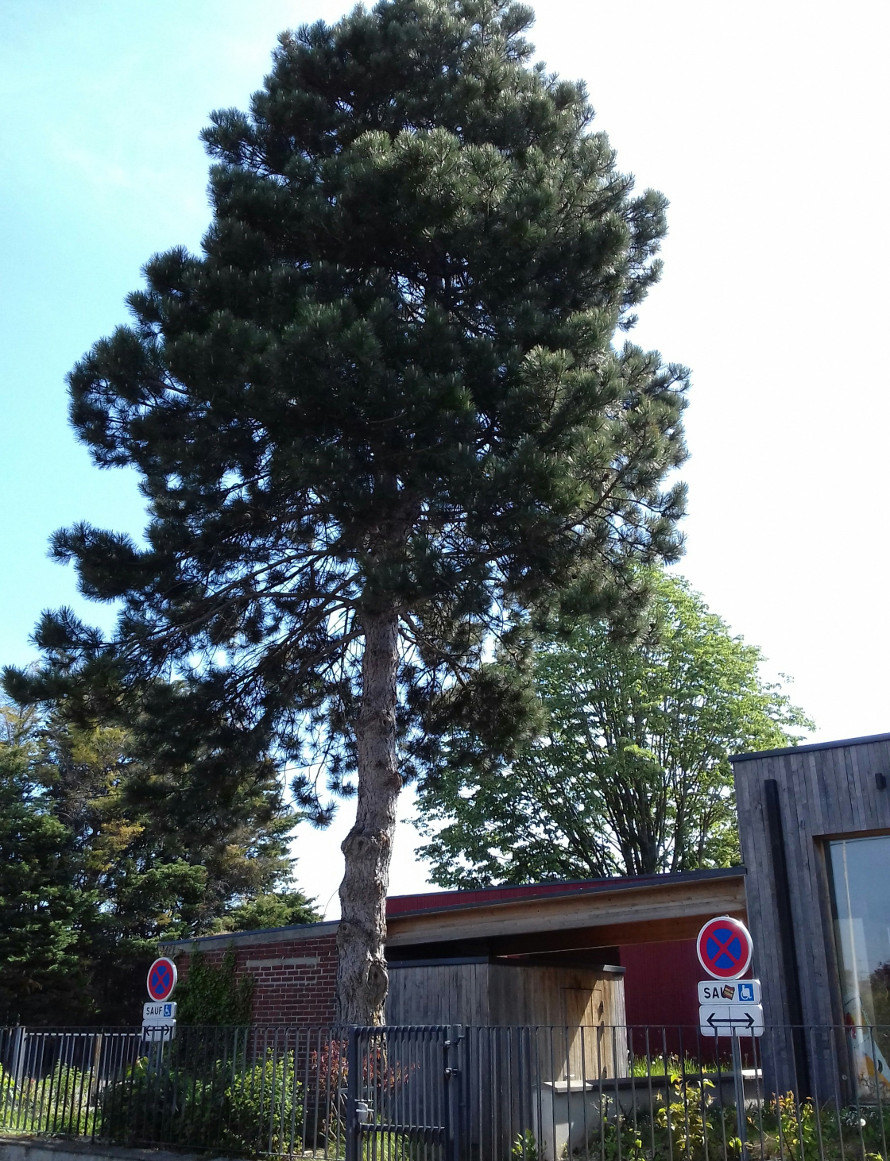 Annexe PinNoirAutriche.jpg