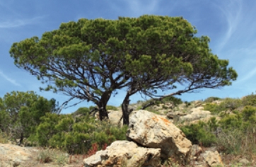 Annexe pin d’Alep –.jpg