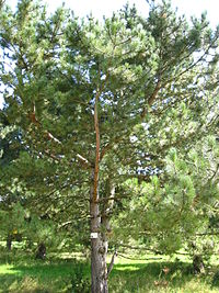 Annexe 200px-Pinus_nigra_spp._nigra.JPG