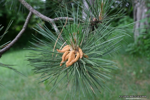 Annexe img-000174954L.jpg