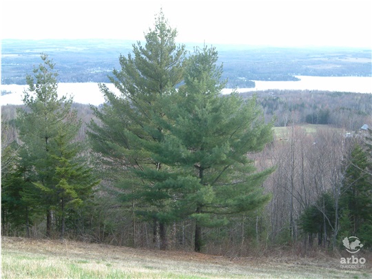 Annexe pinus_strobus.jpg