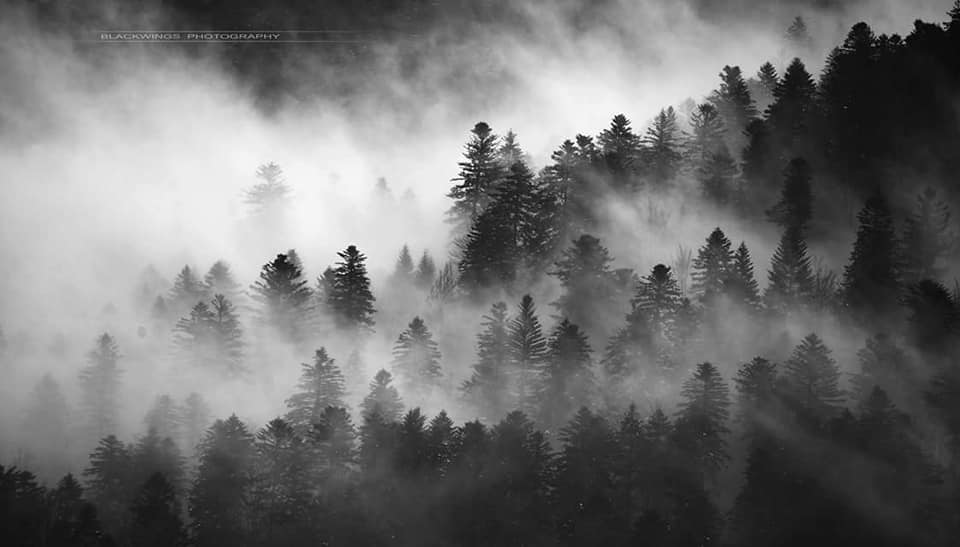 Blackwings photography