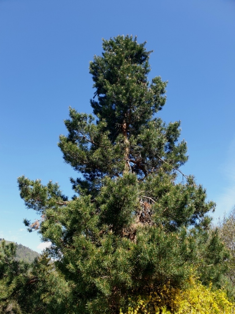 Pinus sylvestris