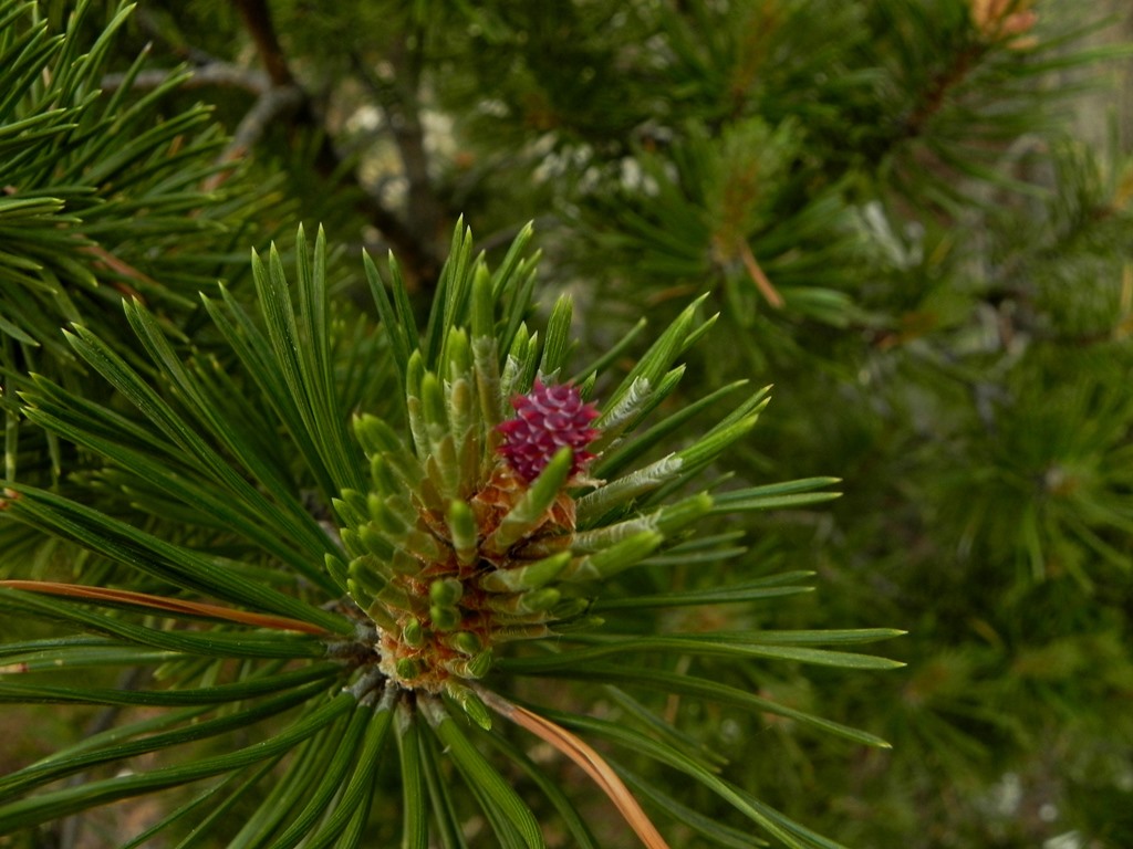Pinus sylvestris, fleur femelle