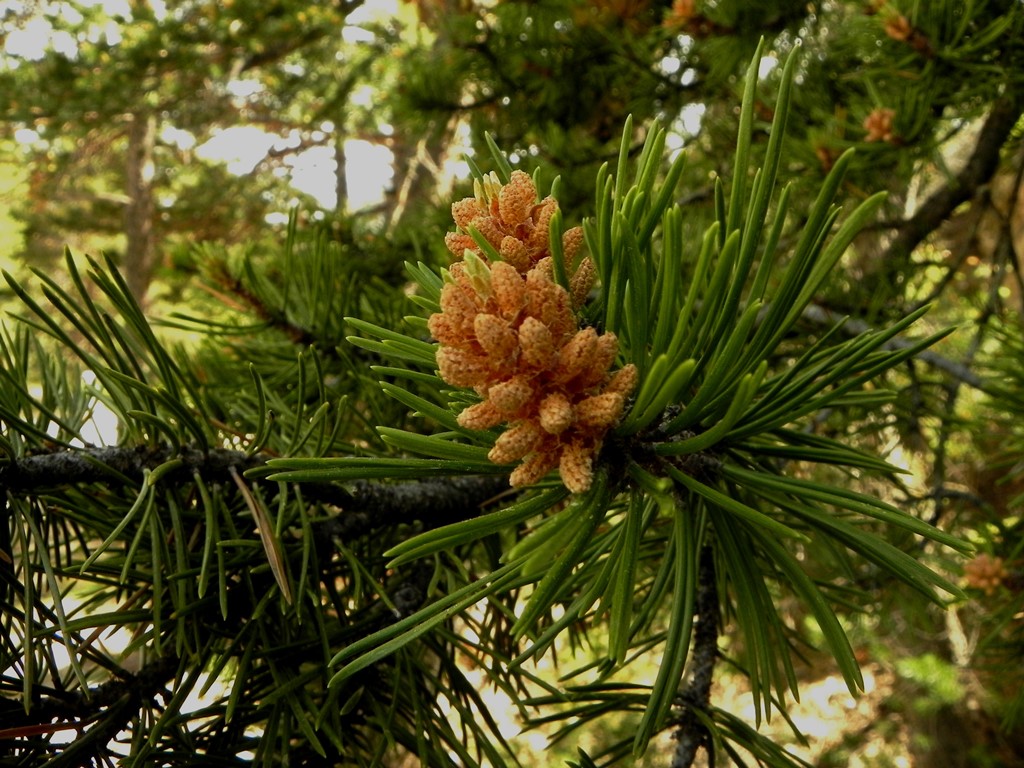 Pinus sylvestris, fleur mâle