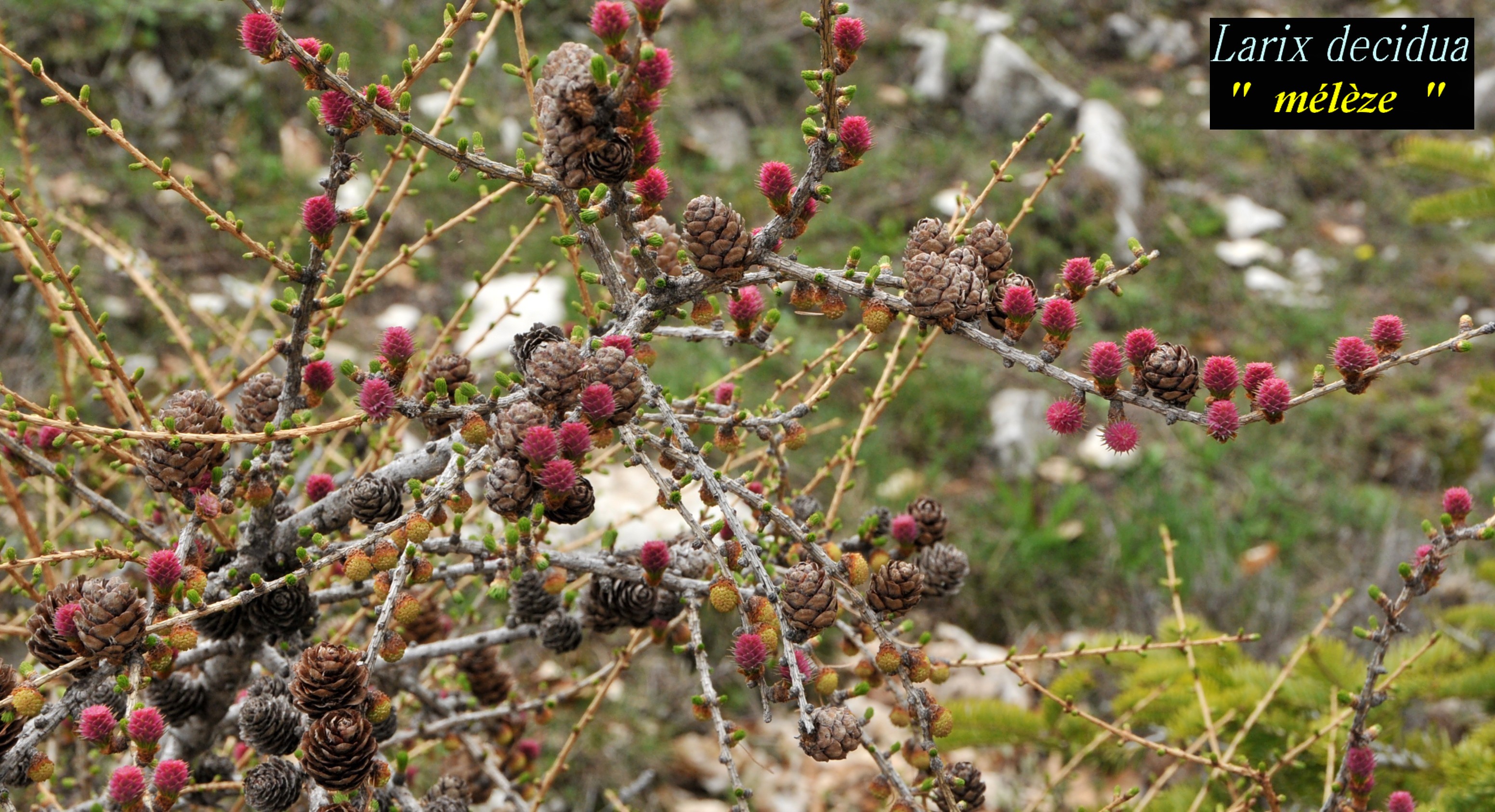des cônes de mélèze de plusieurs couleurs