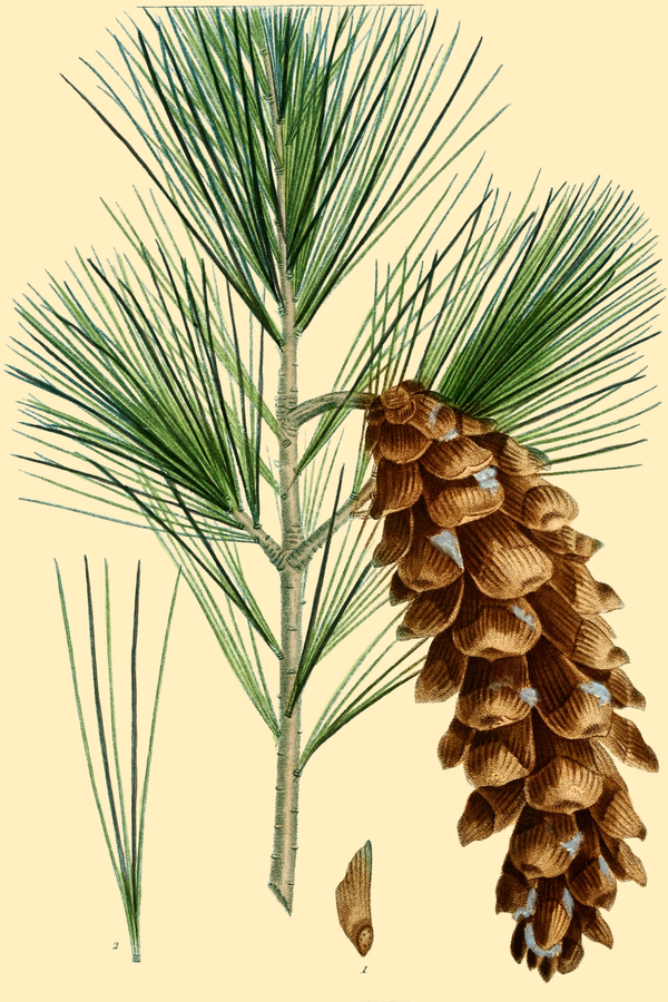 Pinus strobus
