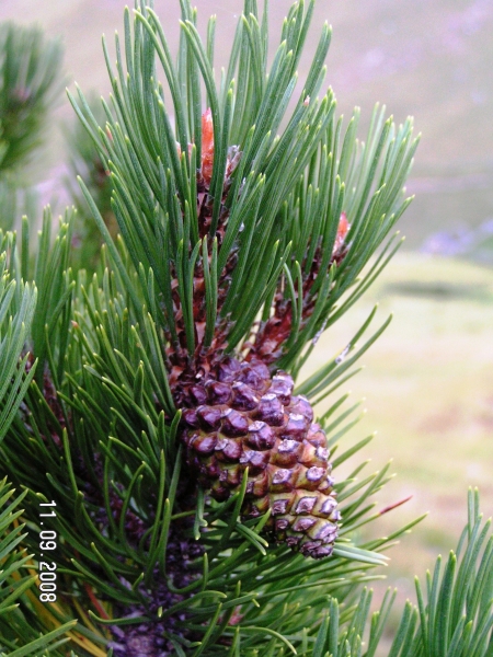 Cône de Pinus silvestris L.