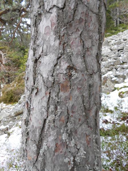 ecorce pinus