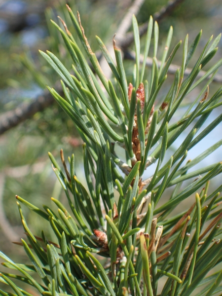 pinus