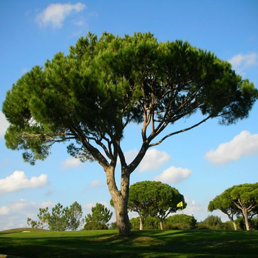 pinus pinea