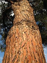 écorce pinus pinea