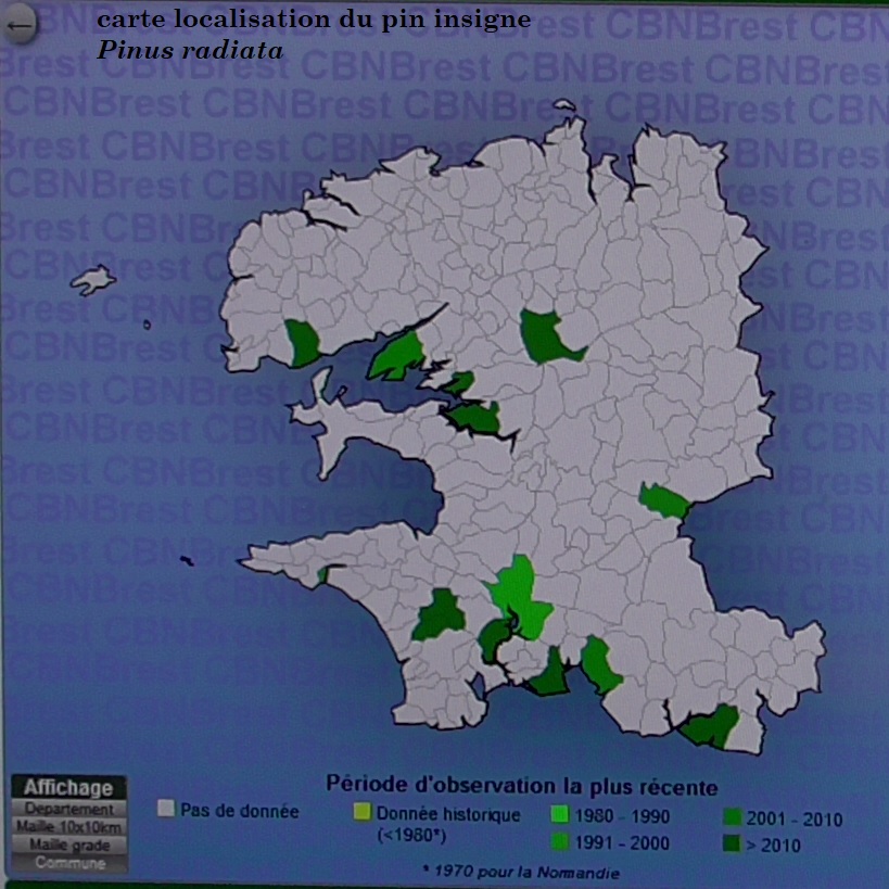 C'est la carte de la localisation du pin de Monterey dans le Finsitère
