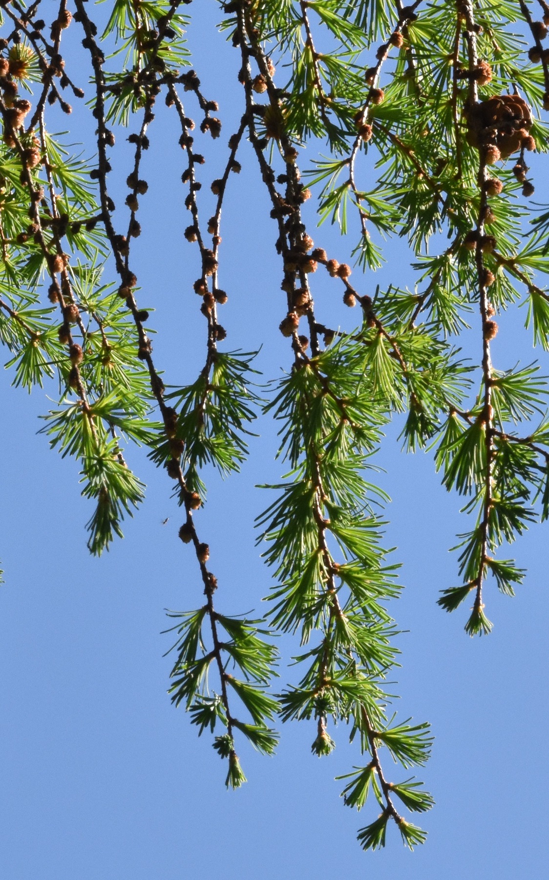 Branches de Mélèze