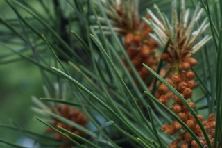 détail Pinus