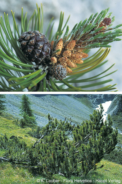 pinus mugo turra