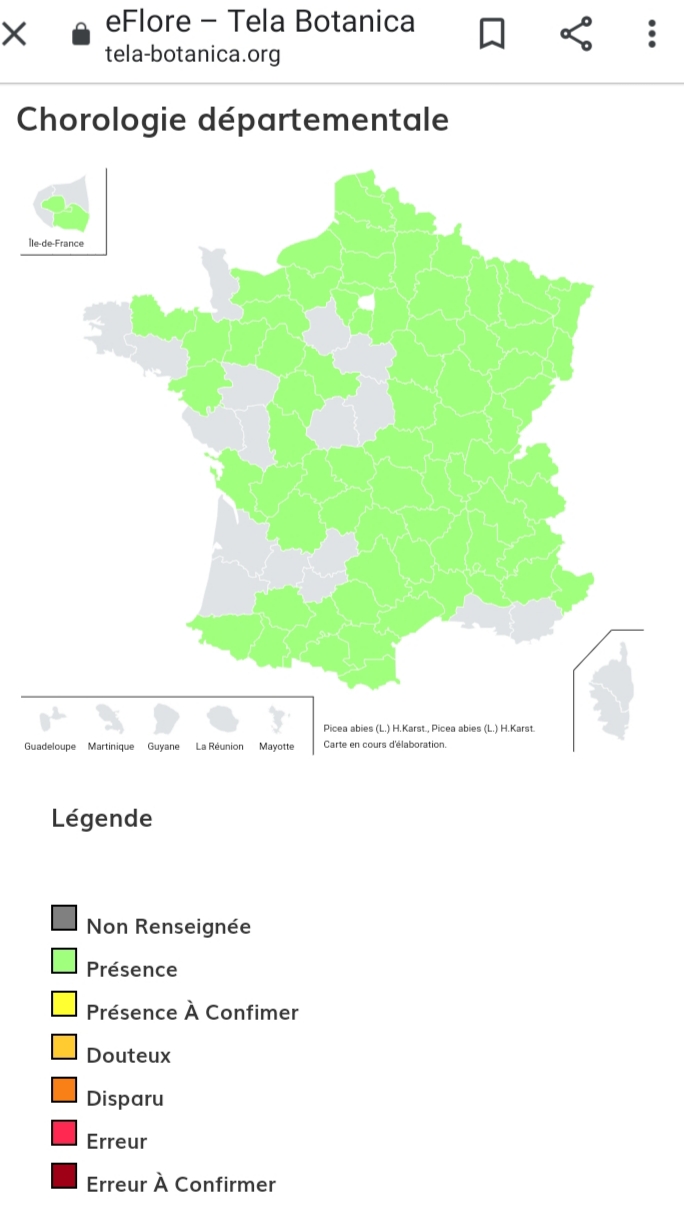 Epicea abies L. H.Karst