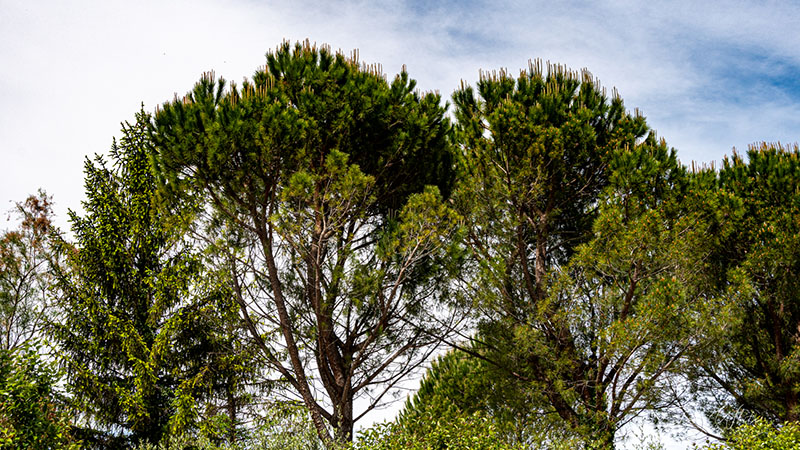 Pinus pinea L