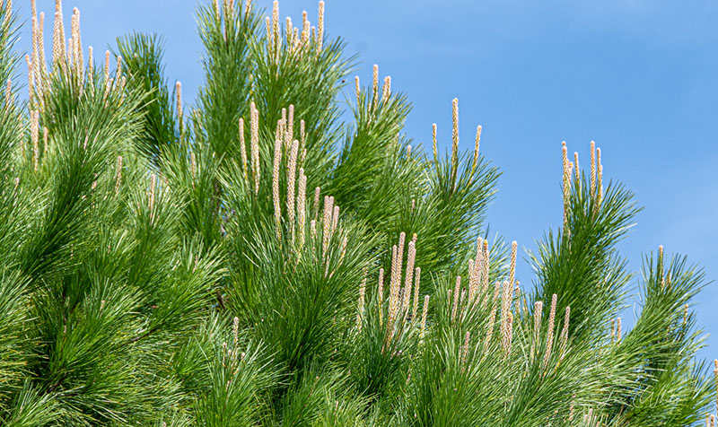 Pinus pinea L